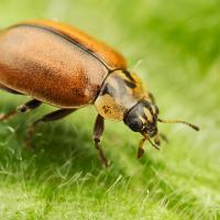 Larch Ladybird 4 